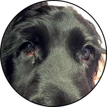 Conjonctivite du chien et œil suppuré
