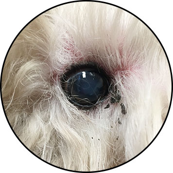 Conjonctivite du chien et traitement
