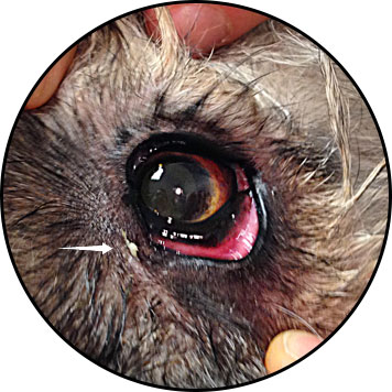 Conjonctivite du chien avec du pus dans l'œil