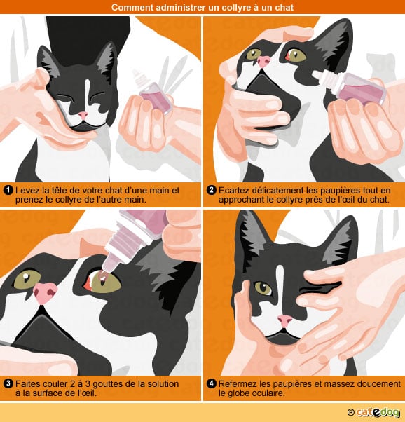 Mettre un collyre dans l'œil d'un chat