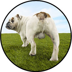 Comment vider les glandes anales du chien