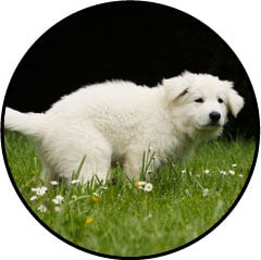 Diarrhée du chien