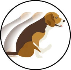 Glandes anales du chien et signe du traineau