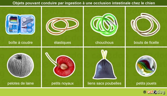 objets-dangereux-occlusion-intestinale-intestin-chien
