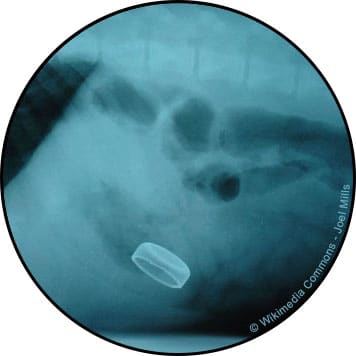 Occlusion intestinale chez le chien et chat avec un bouchon
