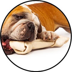 Occlusion intestinale chez le chien avec un os