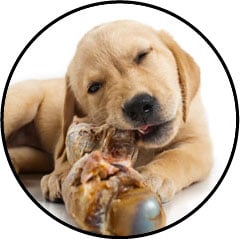 Occlusion intestinale chez le chien avec un os