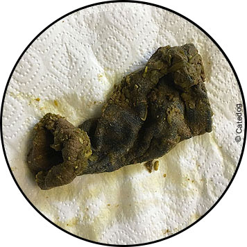 Occlusion intestinale chez le chien avec une chaussette