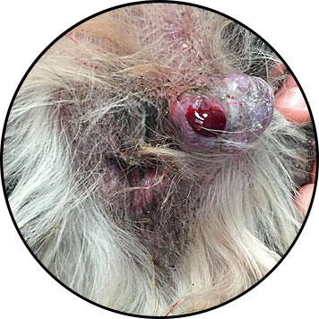 Tumeur et ulcère d'une glande anale chez un chien