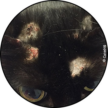 Aoûtat chez le chat et traitement des larves