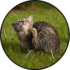 Aoûtat chez le chat et traitement