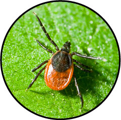 tique du chat et chien ixodes ricinus