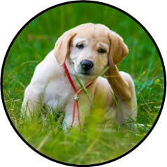 Aoûtat chez le chien qui se gratte