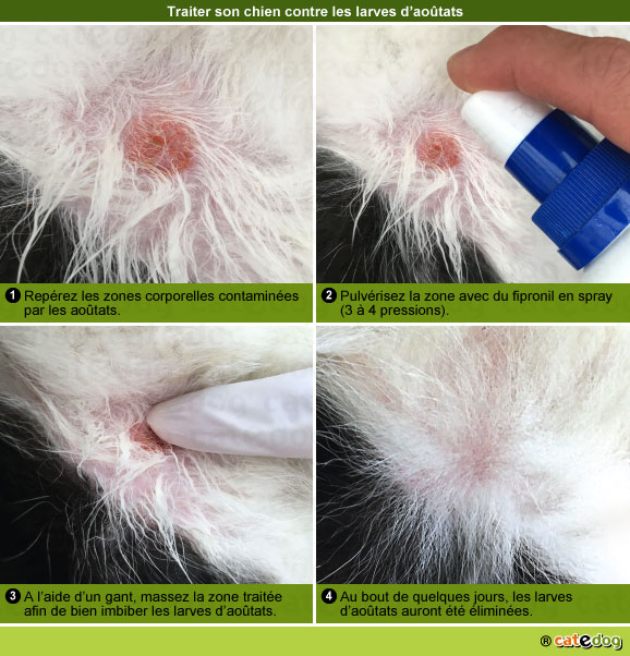 soigner-traiter-traitement-larves-aoutat-chien