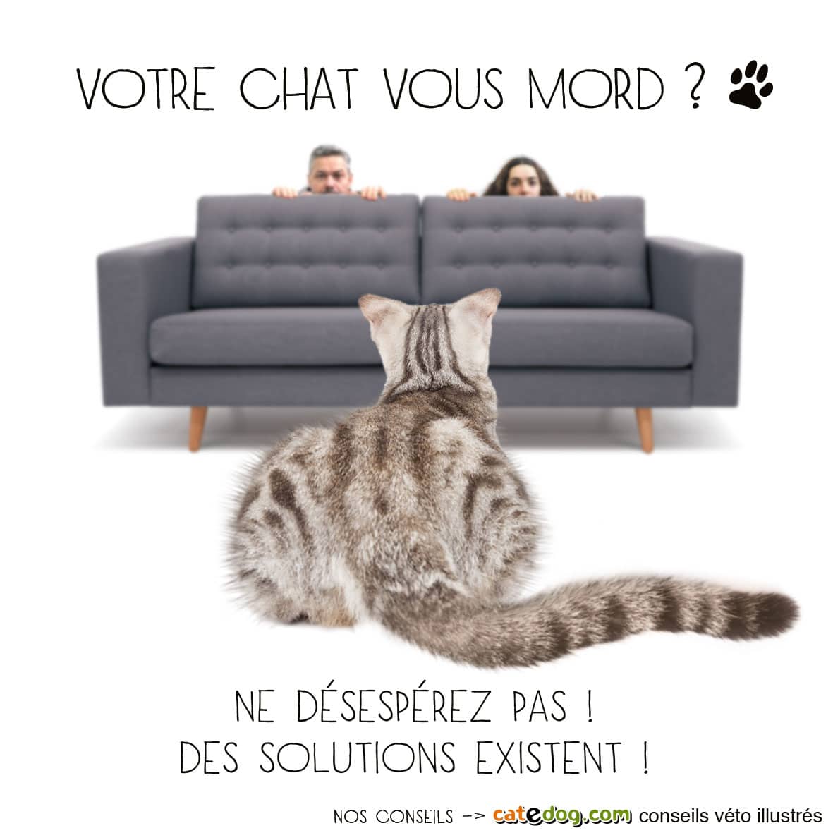chat-me-mordille-mord-main-agressif