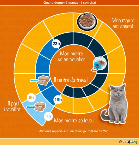chat-mord-mordille-comportement-alimentation-nourrir