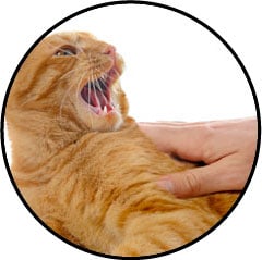 Mon chat me mordille ou me mord quand je le caresse