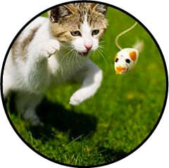 Jouet canne à pêche oiseau avec plumes pour le chat