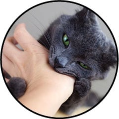 Mon chat me mordille ou me mord