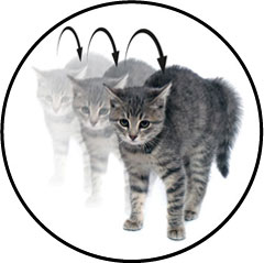 Course-en-crabe-chat-mordeur