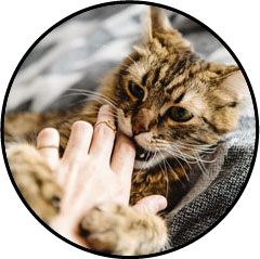 Mon chat me mord ou me mordille la main