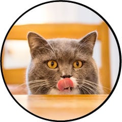 Mon chat me mord ou me mordille car il a faim