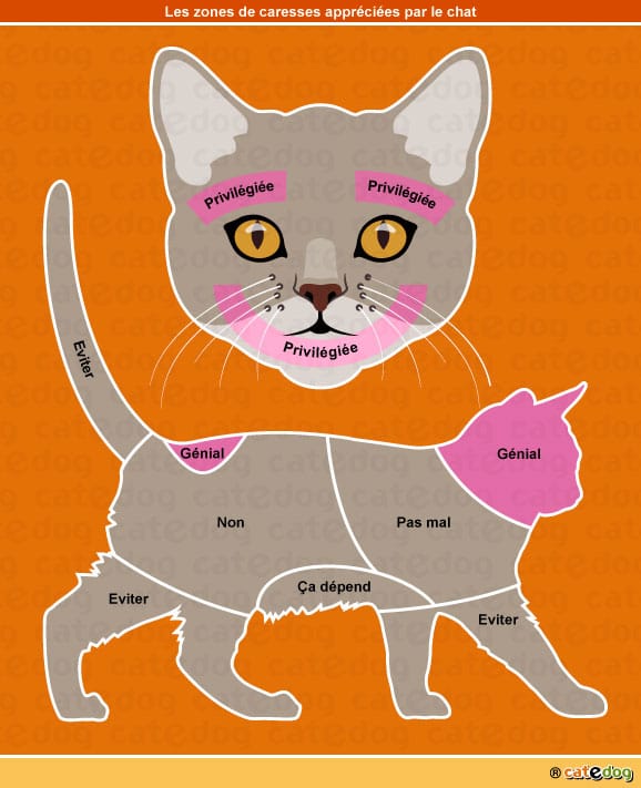 zone-caresse-caresser-mordre-mordille-chat