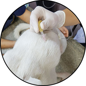 Tumeur chez le chien et traitement par chimiothérapie