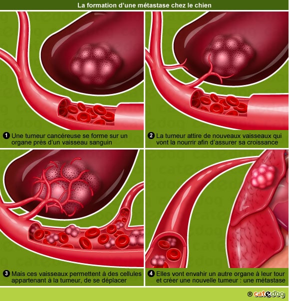 metastase-tumeur-maligne-cancer-cellule-chien