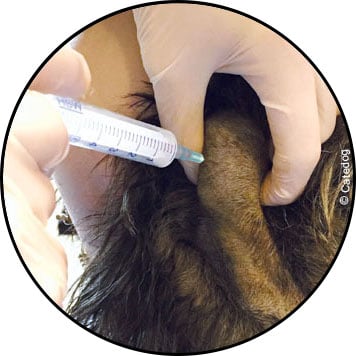 Cyto-ponction d'une tumeur chez le chien et le chat