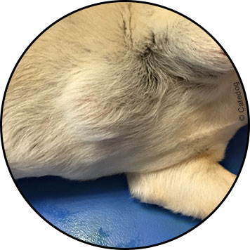 Tumeur bénigne lipome chez le chien