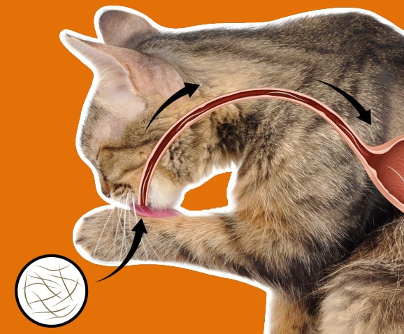 Boule de poil chez le chat avec occlusion intestinale
