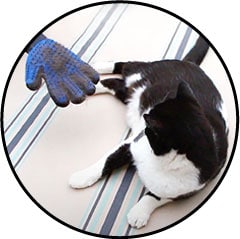 Gant de toilettage et de brossage pour le chat et le chien