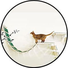 Chat sur un parcours suspendu dans un appartement