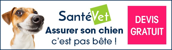 assurance-mutuelle-sante-veterinaire-chien