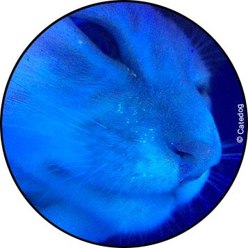 Photo de teigne chez le chat