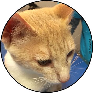 Photo de teigne chez le chat