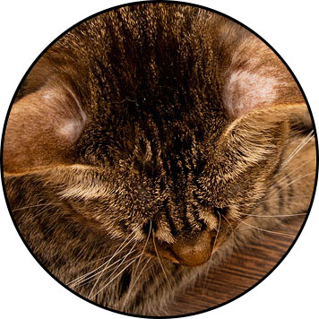 Photo de teigne chez le chat