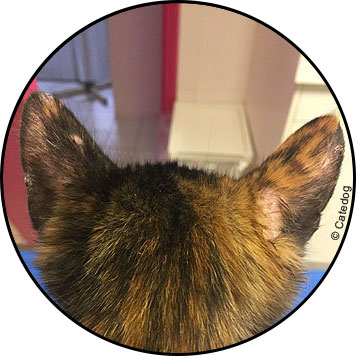 Photo de teigne chez le chat