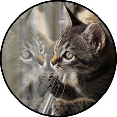 Alimentation du chat d'appartement