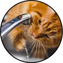 Alimentation du chat qui joue avec l'eau