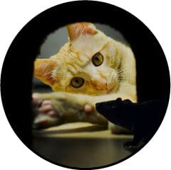 Alimentation du chat qui attrape une souris