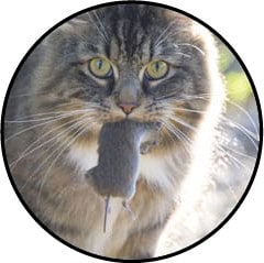 Alimentation du chat