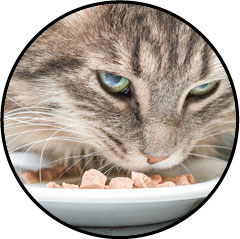 Alimentation humide et pâtée pour chat