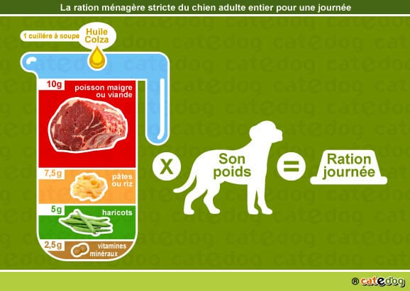 alimentation-ration-menagere-chien-adulte-entier