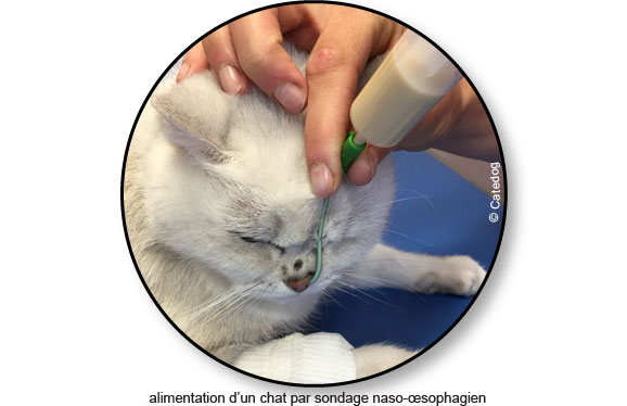 insuffisance-renale-sondage-alimentation-chat