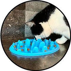 Plateau gamelle anti-glouton pour chat