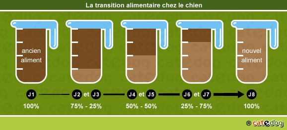 transition-alimentaire-repas-alimentation-nourrir-chien