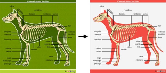 vente-achat-anatomie-illustration-chien-chat