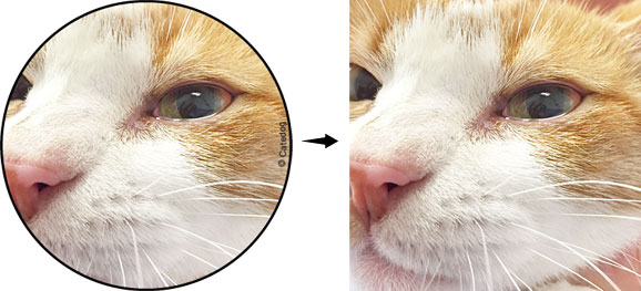 vente-achat-anatomie-photo-chien-chat